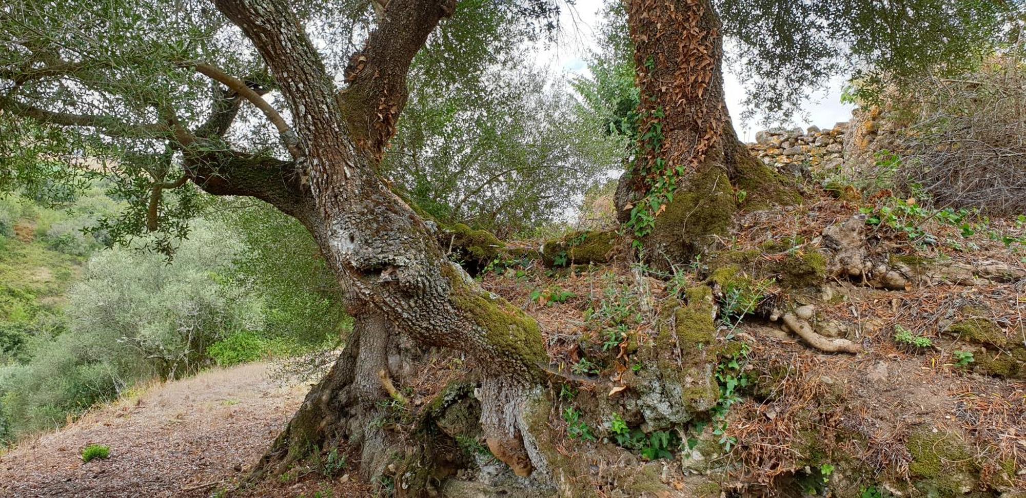 Casa Das Janelinhas - Cottage Near Sintra, Mafra, Ericeira Kültér fotó